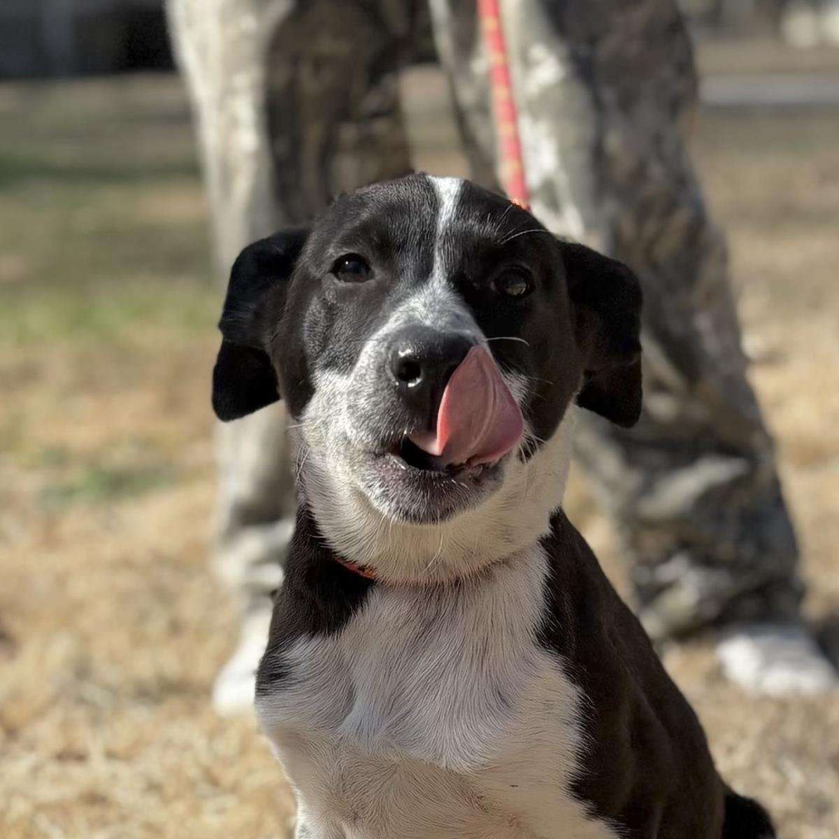 EVERLY - Australian Cattle Dog/Blue Heeler / Labrador Retriever available for adoption