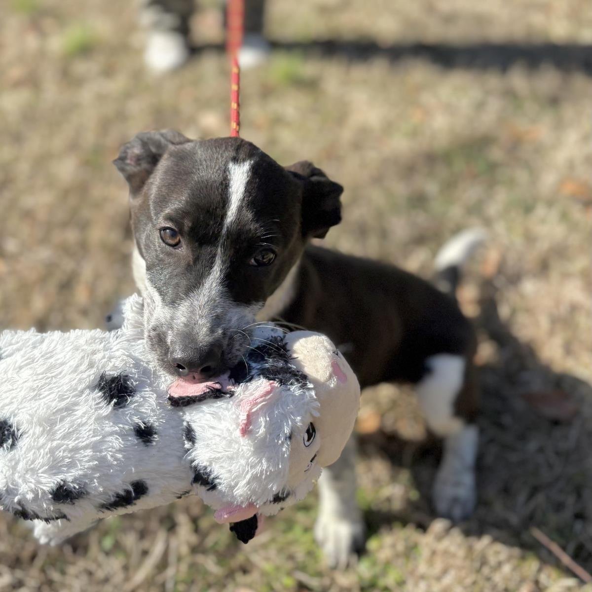 EVERLY - Australian Cattle Dog/Blue Heeler / Labrador Retriever available for adoption