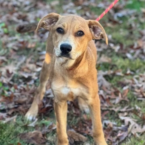 SALLY  LOWER FEE ! - Catahoula Leopard Dog / Labrador Retriever available for adoption