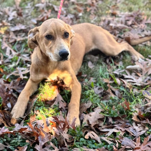 SALLY  LOWER FEE ! - Catahoula Leopard Dog / Labrador Retriever available for adoption