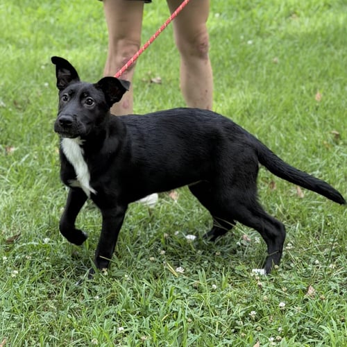 TATER - Black Labrador Retriever available for adoption
