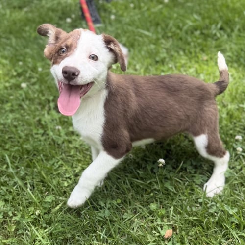 NOAH - Australian Shepherd / Labrador Retriever available for adoption