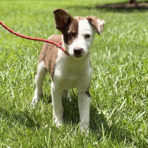 NOAH - Australian Shepherd / Labrador Retriever available for adoption