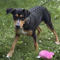 Molly - Photo 4