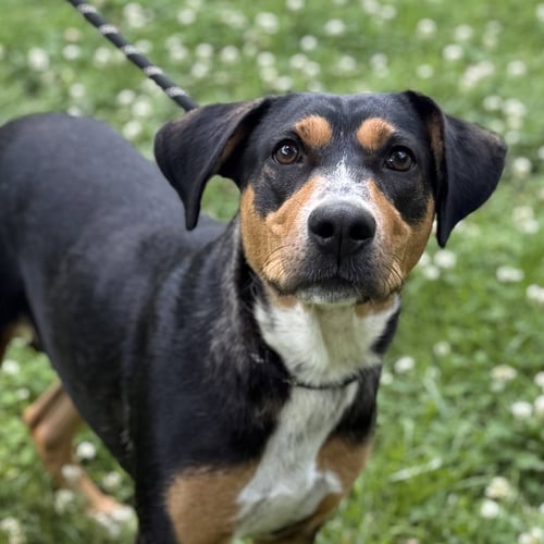 MOLLY - Hound available for adoption