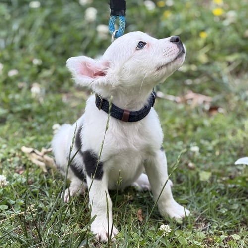 FRITO - Labrador Retriever available for adoption