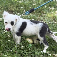 FRITO - Photo 4