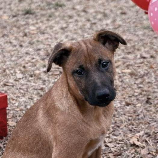 ODIN - Belgian Shepherd Malinois available for adoption