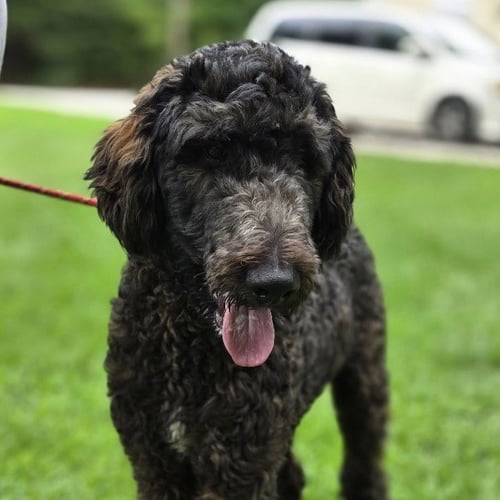 PEA - Poodle (unknown type) available for adoption