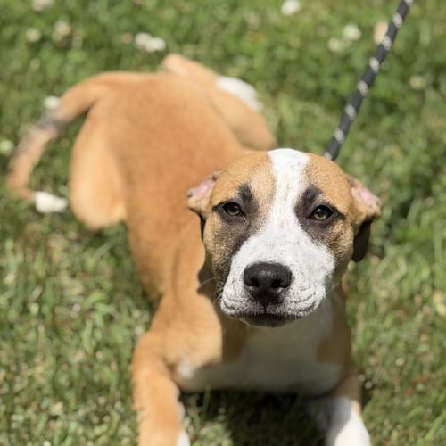 GRIFFIN - Hound / Terrier available for adoption