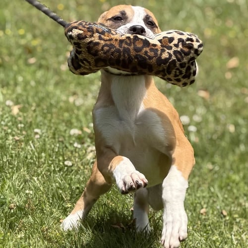 GRIFFIN - Hound / Terrier available for adoption