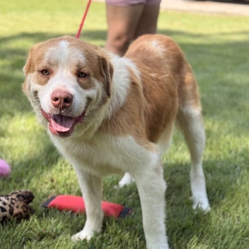 LITTLE T - Australian Shepherd / Labrador Retriever available for adoption