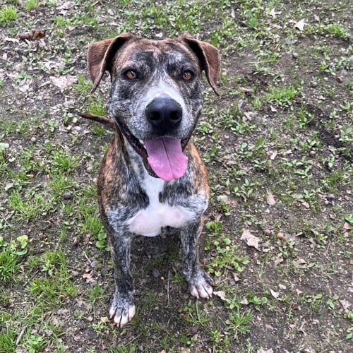 SIMBA  HOPE - Terrier available for adoption