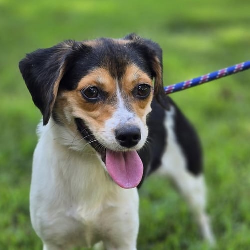 SOUR PATCH - Beagle available for adoption