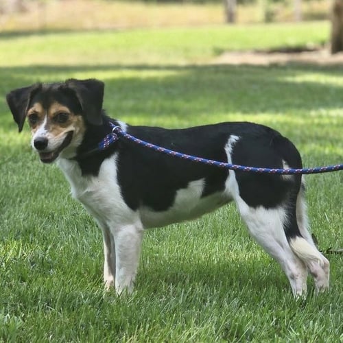 SOUR PATCH - Beagle available for adoption