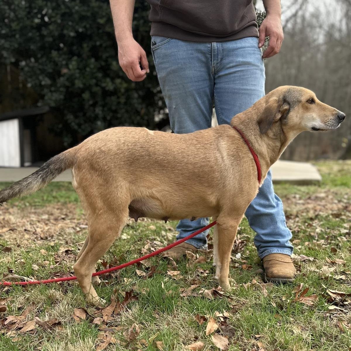 MOODONNA - Shepherd / Husky available for adoption