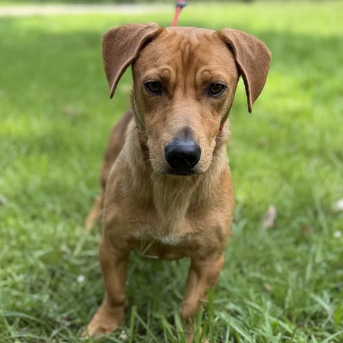 LIL BIT - Dachshund available for adoption
