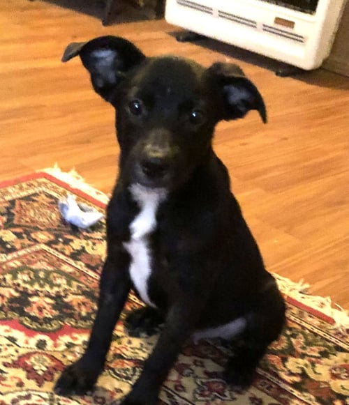 BARNEY - Labrador Retriever / Hound available for adoption