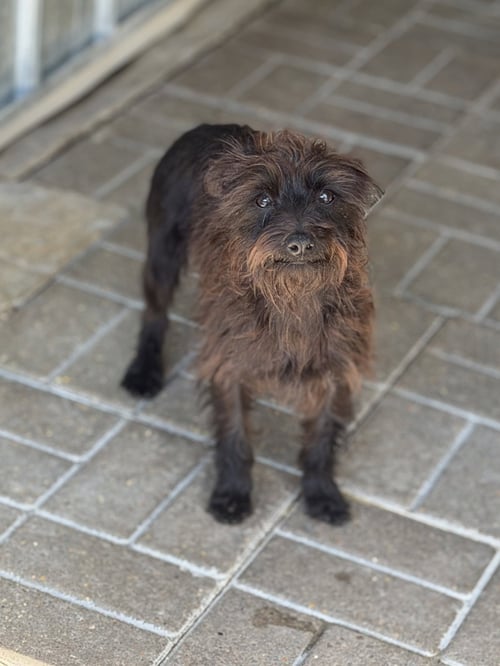 BILLY-RAY - Schnauzer / Wirehaired Fox Terrier available for adoption