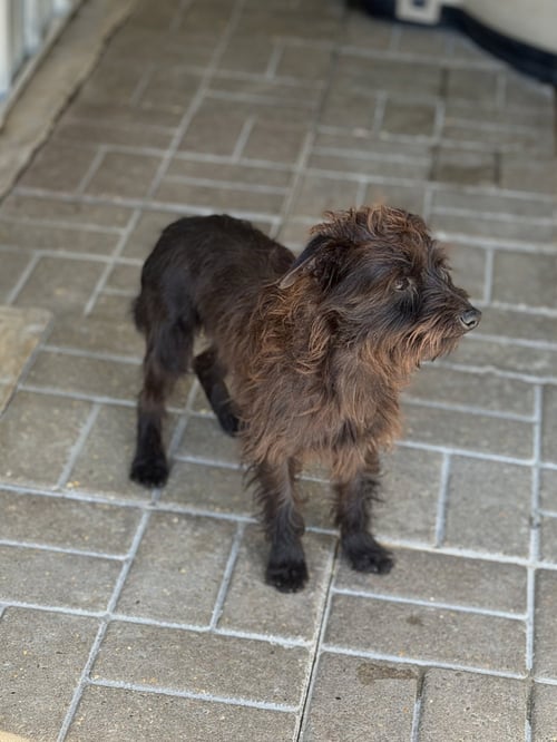 BILLY-RAY - Schnauzer / Wirehaired Fox Terrier available for adoption
