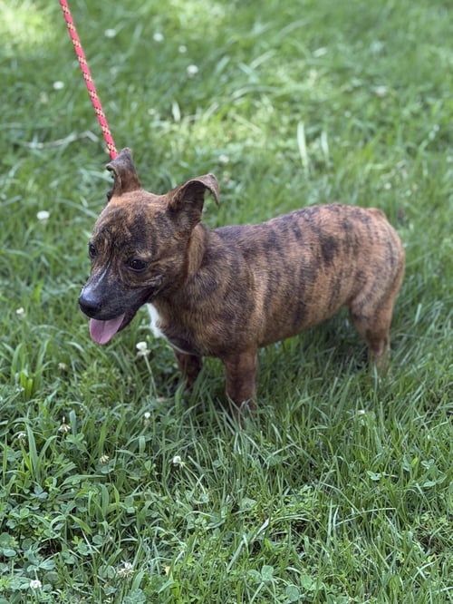 PRICILLA - Dachshund / Basset Hound available for adoption