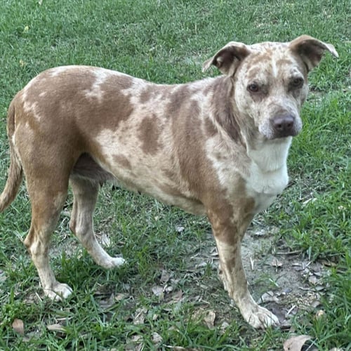 BERNADETTE - Catahoula Leopard Dog available for adoption