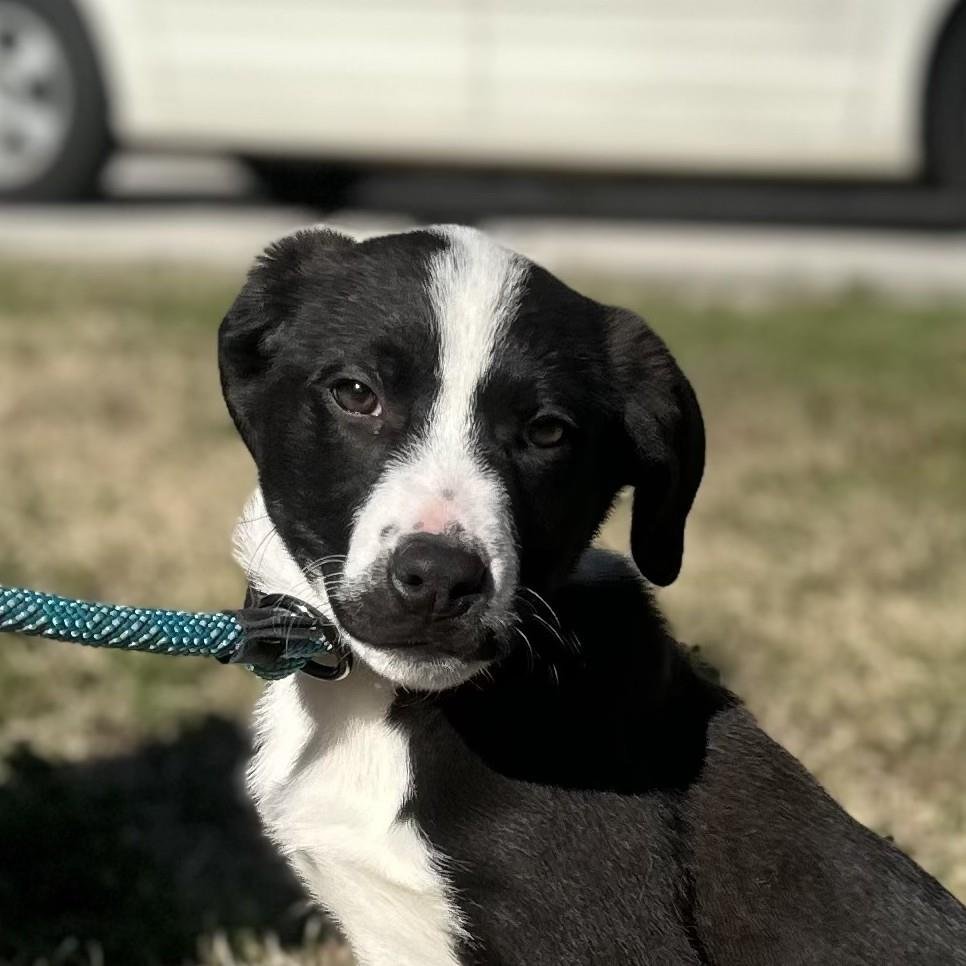 SMOKEY - Labrador Retriever available for adoption