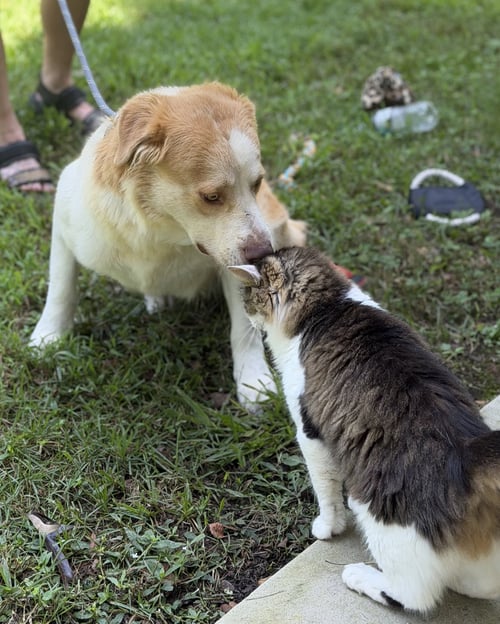 BJ - Australian Shepherd / Labrador Retriever available for adoption