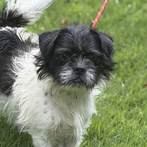 PITA - Shih Tzu / Brussels Griffon available for adoption