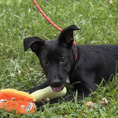 POTATO - Black Labrador Retriever available for adoption