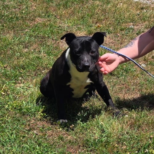 FELICIA HOPE - Terrier available for adoption