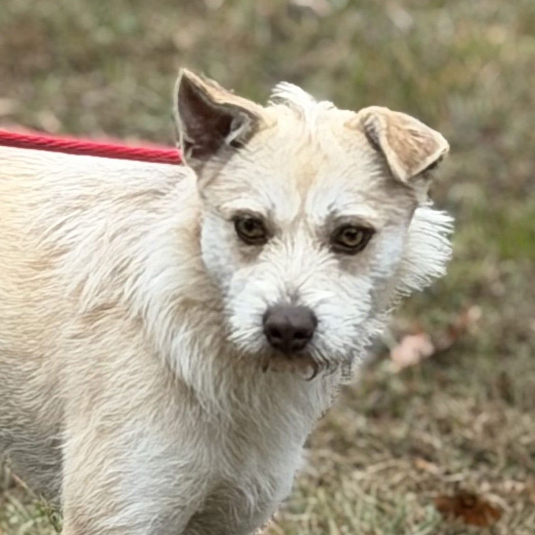ELLA - Cairn Terrier available for adoption