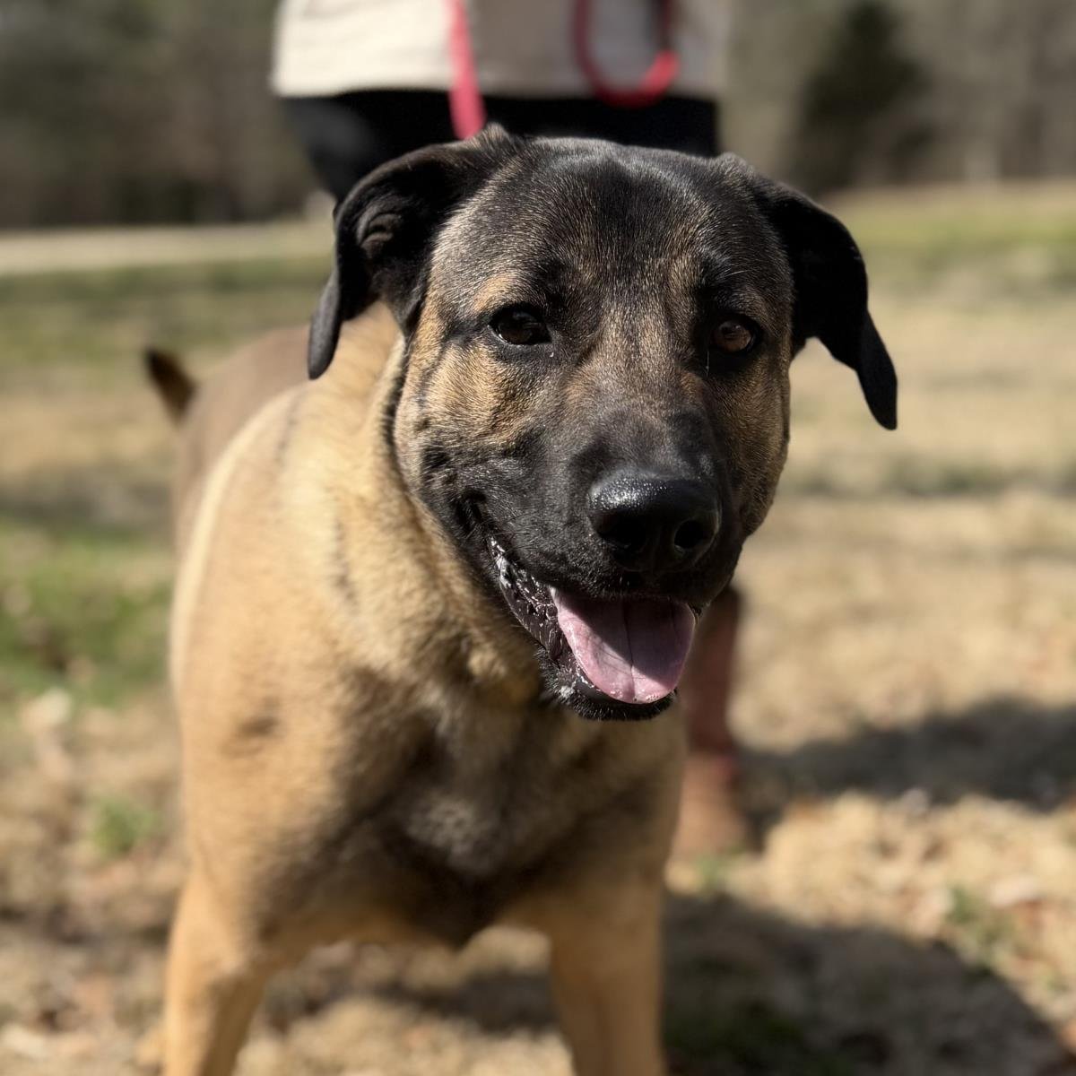 KING   LOWER FEE!! - Shepherd available for adoption