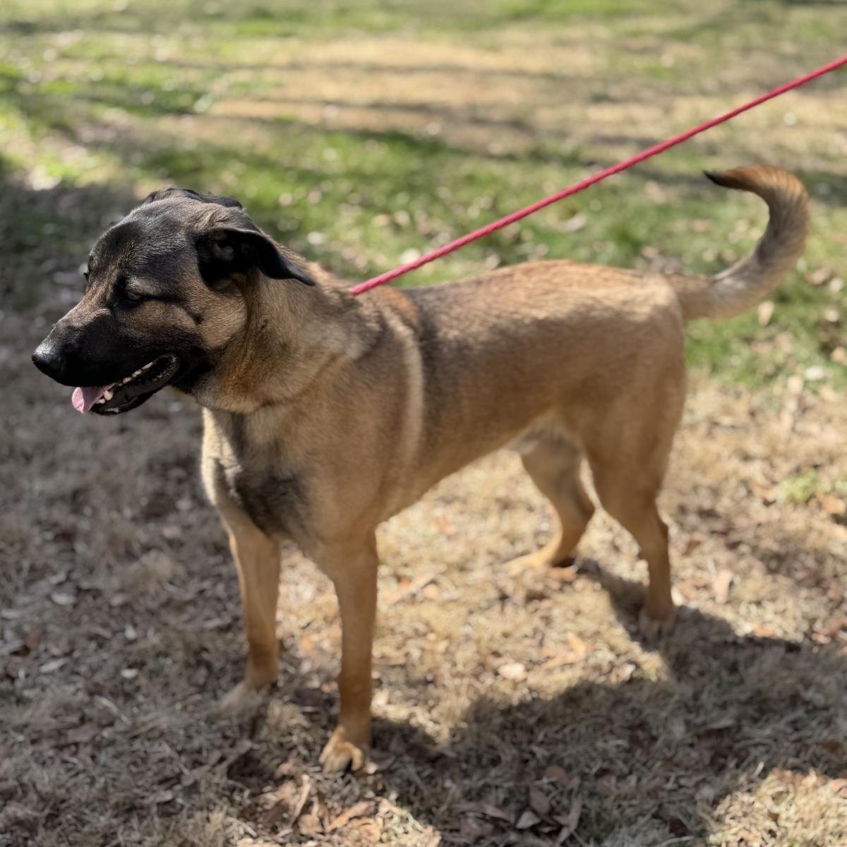KING   LOWER FEE!! - Shepherd available for adoption