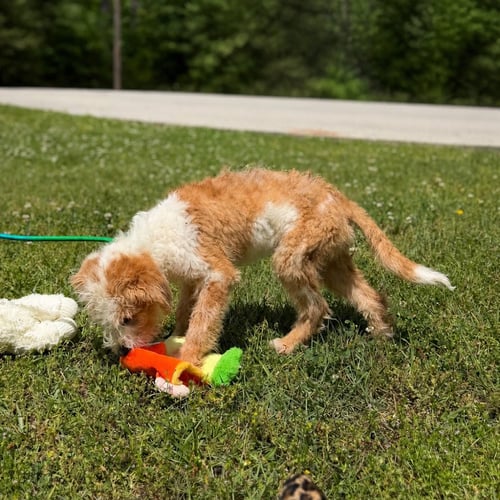 CHEVY - Poodle (unknown type) / Wheaten Terrier available for adoption