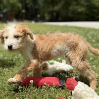 Chevy - Photo 3