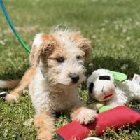 Chevy - Photo 4