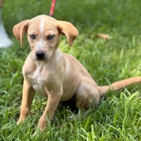Gracie - Photo 1