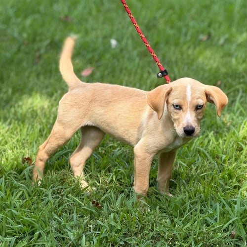 GRACIE - Hound available for adoption