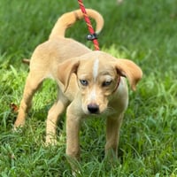 Gracie - Photo 3