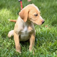 Gracie - Photo 4