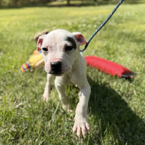THUMPER - Boxer available for adoption