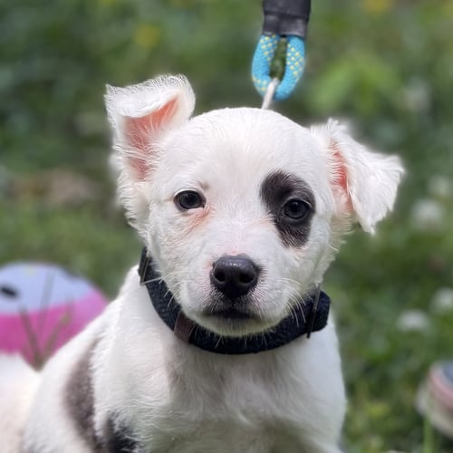 FRITO - Labrador Retriever available for adoption