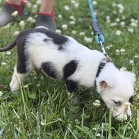 FRITO - Photo 3
