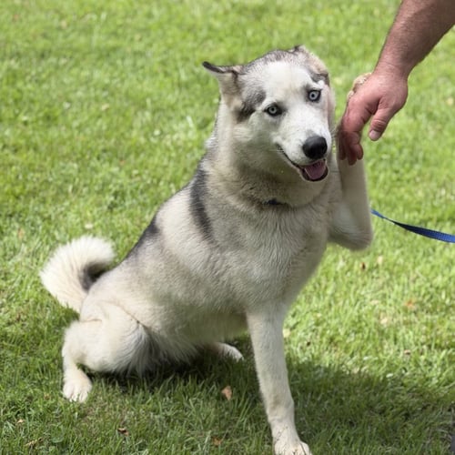 CLAUDIA - Husky available for adoption