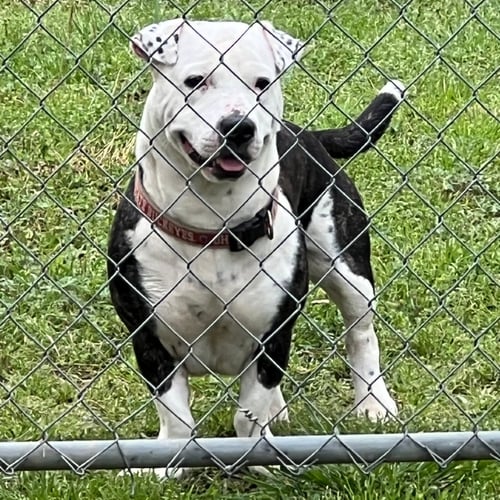 AXEL - Terrier available for adoption
