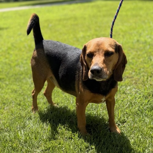 ACE - Beagle available for adoption