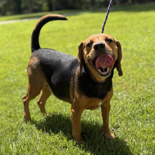 ACE - Beagle available for adoption