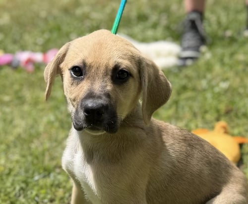 AMERICA - Labrador Retriever / Hound available for adoption