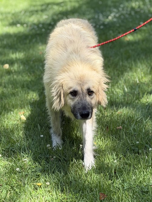 DUKEY - Great Pyrenees / Anatolian Shepherd available for adoption